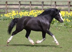 Cob Ponies For Sale